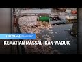 Ikan Waduk Mati Serentak, Nelayan Rugi Ratusan Juta Rupiah | Liputan 6 Bandung