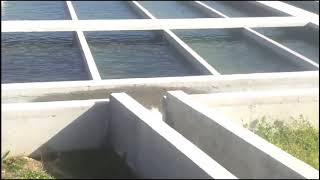 Fish farming in cement tank