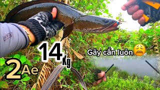 Hôm nay văn đóng cá tới gãy cần câu luôn cả nhà ơi|| 2ae trúng đậm 14kg cá lóc