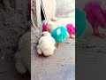 Cutest birds You ever seen | Cutest Rainbow Chicks - Colorful Chicken Breeds #birds #wildlife #cute