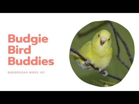 Budgies or parakeets as pets – A comprehensive pet guide – buying, health, nutrition, lifespan and more