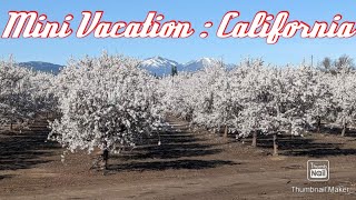 Mini Vaction California