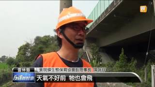 【2016.03.18】紫斑蝶過境 封閉國道三號讓路 -udn tv