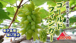 【希少品種 ゴールドフィンガー】近藤ぶどう農園のブドウ栽培のこだわりは？