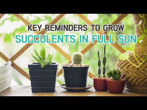 Can succulents live in full sun?