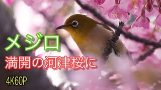 メジロ[Japanese White-eye]が満開の河津桜に集まってきました。花の蜜を吸うのに夢中です。