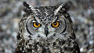 Mesmerising Owl Bird amazing Moments  🦉🦉🦉🦉🦉