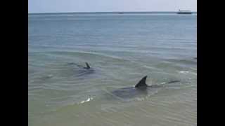 Wild Dolphins.avi