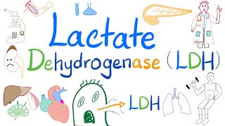Lactate Dehydrogenase (LDH) | Biochemistry, Lab 🧪, and Clinical significance doctor 👩‍⚕️ ❤️
