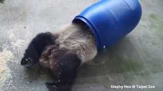 2015/05/15 圓仔開心玩藍桶君變身一桶熊 Giant Panda Yuan Zai plays the Mr. Blue barrel happily