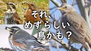 珍しい淡色型ハチジョウツグミ来た2024🐤ツグミとの違い