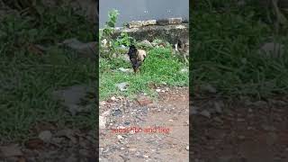 🐔😂முதல்ல இவள படிக்க வைடா😂😂😂 #shorts# video#