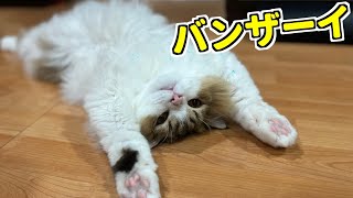 【可愛い猫】コロタのへんてこりん寝方特集 第１弾