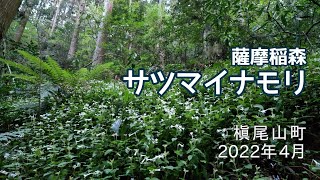 【週末さんぽ】槇尾山グリーンランドの近くでお花探し/サツマイナモリなど/和泉市/2022年4月22日