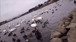 大ちゃん(おおちゃん)　20190211 大塚池公園のハクチョウ白鳥スワンSWANS