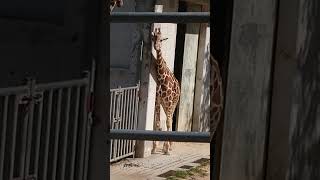 カメラの方をじっと見るアミメキリン🦒