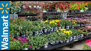 WALMART INVENTORY MAY 2023 LOADS OF PERENNIALS ANNUALS ARBORVITAE TREES LEMON TREES FLOWERING TREES