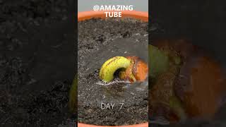 120 Days in 1 Min - Growing Durian Tree From Seed #timelapse