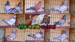 চায়না খাকি, গেন্দা খাকি, লাল খাকি, বাঘা, সবজি, সাফচিলা, চিলা ও পাল্লা করা কবুতর কিনুন।