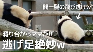 ピンチからのコント😂逃げ足の早さが絶妙すぎるw子パンダ楓浜🍁