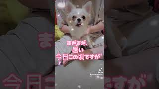 ユキちゃんからのビデオレター #cutechihuahua #ちわわ大好き #dog #チワワ多頭飼い #cutedog #チャンネル登録よろしくお願いします