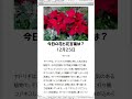 花 花言葉 お花のある生活 「今日の花と花言葉は？１分で簡単解説 １２月２５日」