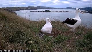 #RoyalCam 2016 highlights: A visit from an adolescent albatross