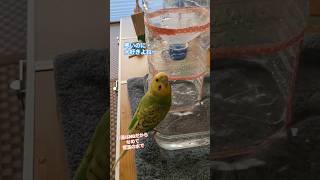 水浴びはお水のセキセイインコ　budgerigar bathing