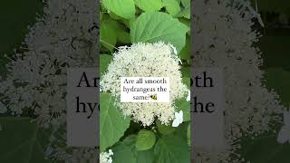 What Kind Of Hydrangea Is This And Are All Types Of This Species The Same? (Spoiler: no)