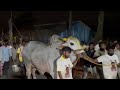 r.k.bulls 2700అడుగులు లాగి జూనియర్ విభాగం మొదటి స్థానం సాధించారు విజేతలు తూములూరు గ్రామం పందెం లో.