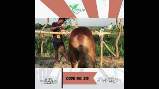 Amity Agro Cow : শাহীওয়াল (ষাঁড়)  Code No - 315 (Eid Ul Adha - 2023)