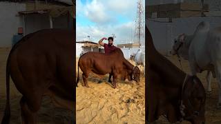 Bodybuilder cow 🐮 mashallah 😳 ￼ #syedfahad #animals #cowvideos #cute