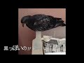 土鳩の雛が巣立つまで…鳩のハート♡