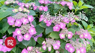 【彬彬有院】花 •682《如何移植绣球花》，什么是合适的时间段，土壤要求以及肥料要求