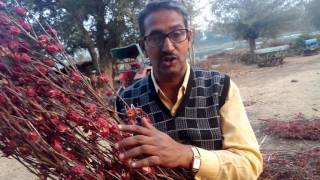 Zero budgut farming ambadi crop benifit at khargone