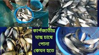 কেজিতে ৫০-৬০ টা রুই মৃগেল কার্পু  পোনা || কার্পজাতীয় মাছ চাষে পোনা বাছাইকরণ ||