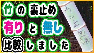 【竹林整備】裏止めした竹と、していない竹、比較してみました【放置竹林拡大防止PJT】