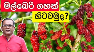 ගහ පිරෙන්න ගෙඩි එන , පොඩි අය ආසම පළතුර | How to Grow Mulberry at Home | Ceylon Agri Episode 239