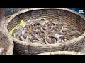 amazing small fish market in bangladesh bangladeshi fish deshi fish tor taza fish collection