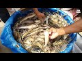 amazing small fish market in bangladesh bangladeshi fish deshi fish tor taza fish collection