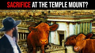Jews Prepare Red Heifer Sacrifice at Al Aqsa Mosque? Red Heifer Update | Red Heifer Prophecy
