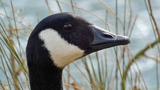 Canada Geese Honking - Defending Territories and Before and During Flight