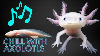 Axolotl Lofi - Stress Relief💞