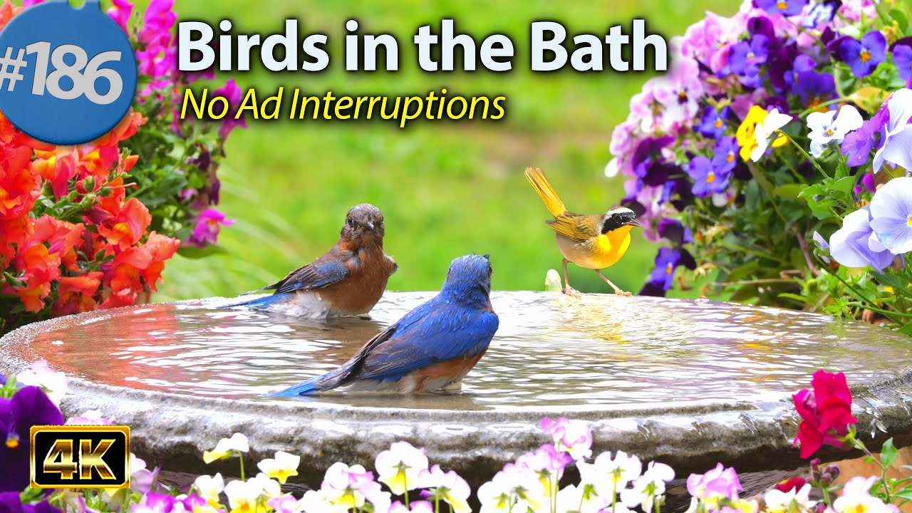 Relaxing Bird Bath 仆 Splashing Birds Fountain Water Sounds