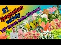 81 Syngonium plants varieties+identification | Arrowhead varieties | Rare syngonium plants