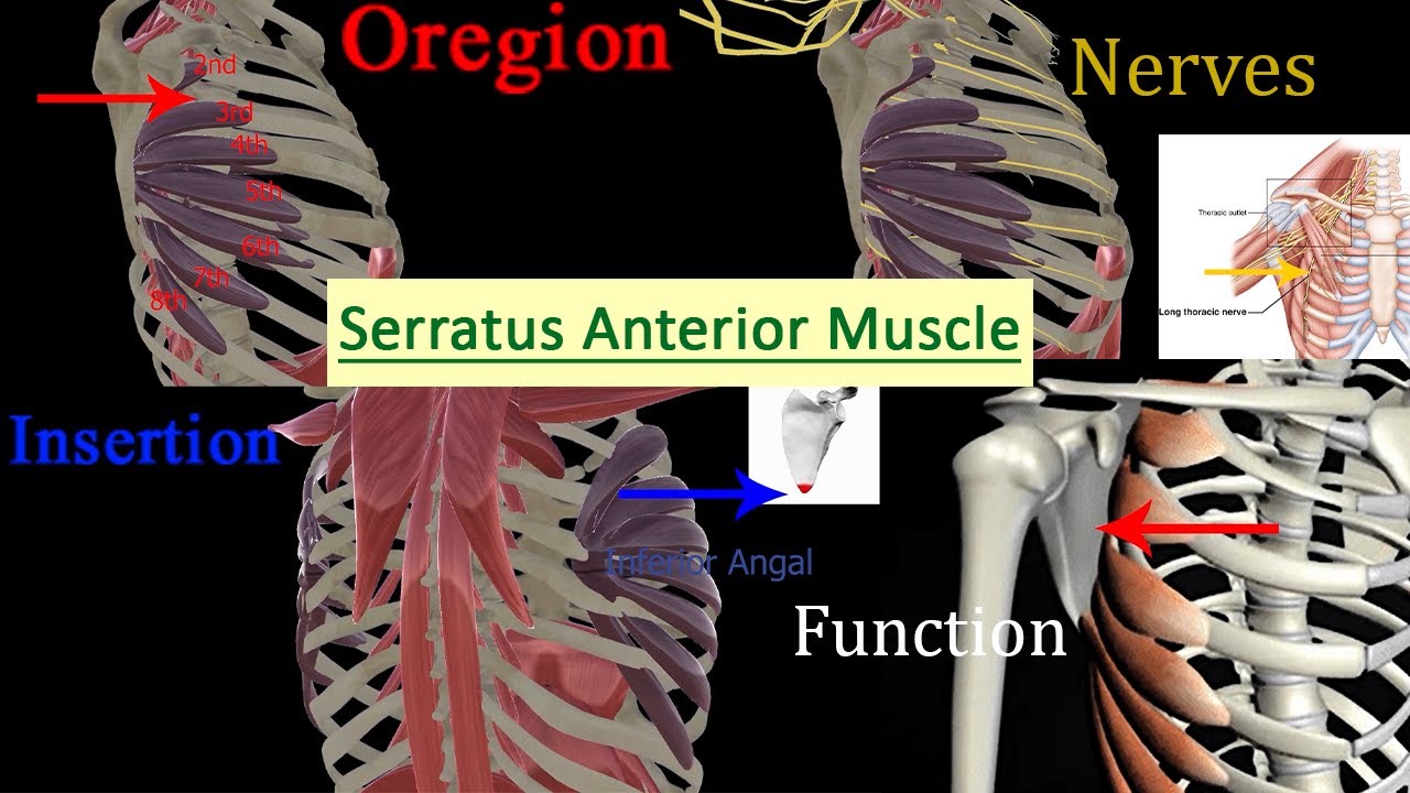 Serratus Anterior Muscle Functions , Origin & Insertion Muscular System ...