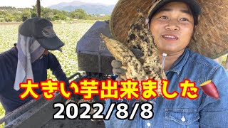 サツマイモ🍠🍠今年初収穫しました。鹿児島鹿屋せんちゃん農業。