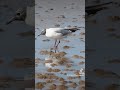 this black headed gull is getting jiggy trying to expose food hidden in the sand 🕺🪩