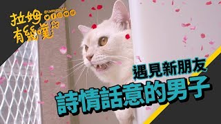 貓弟交了新朋友 橘貓老哥竟另有企圖？｜拉姆有幾噗 ♡