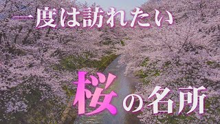 【4K】福井のドローン映像　一度は訪れたい！福井県越前市にある桜の名所「吉野瀬川」の桜並木 ～drone movie～ #10【癒し・絶景・シネマティック】